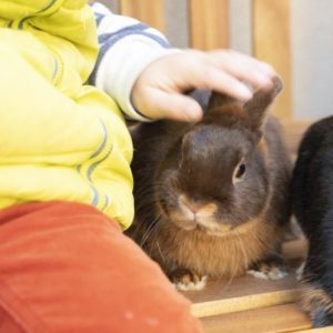 Lapin à l'école avec un enfant